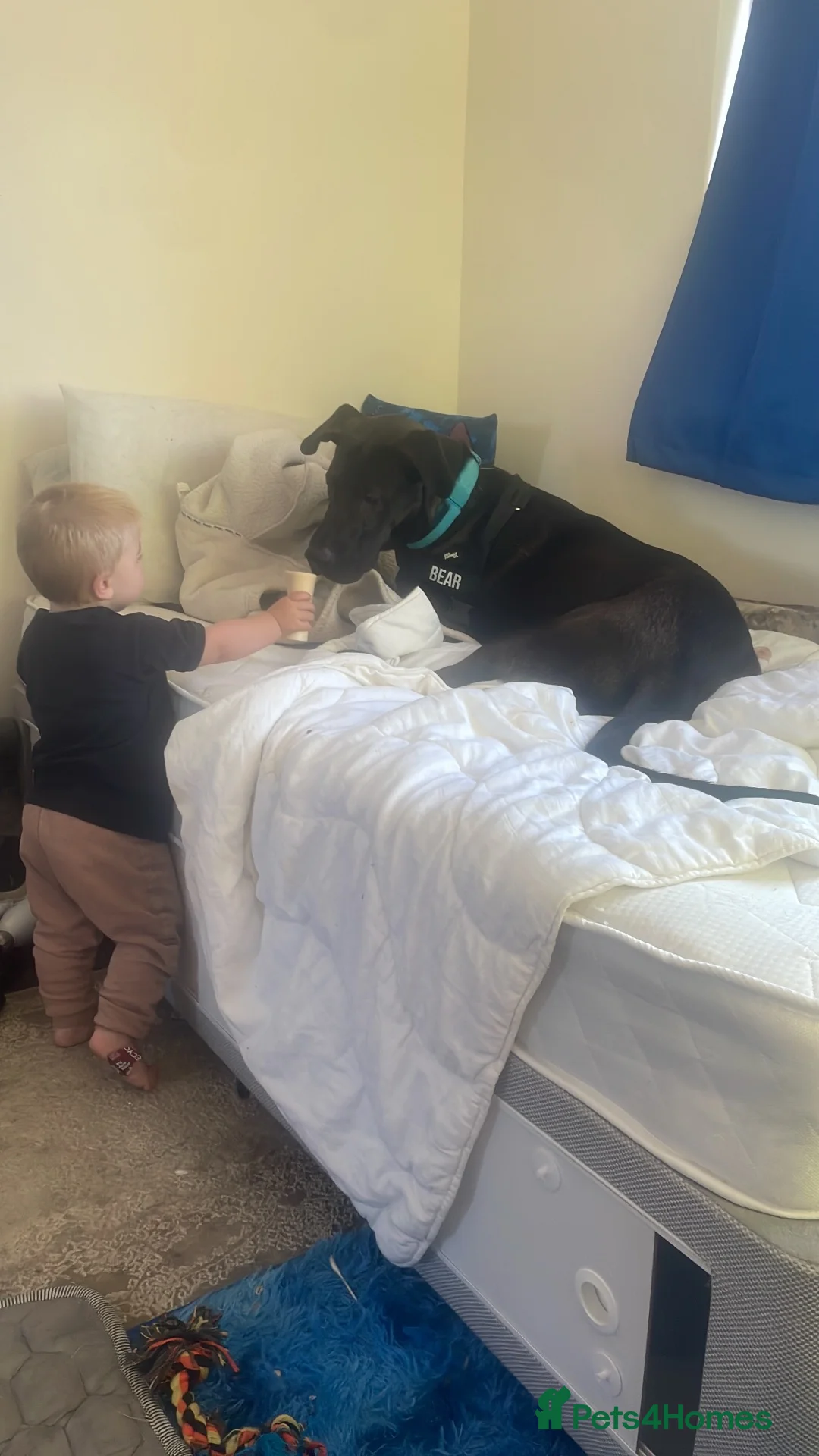 Mixed Breed dogs for sale: German shepherd cross Great Dane in Brighton - Advert 2