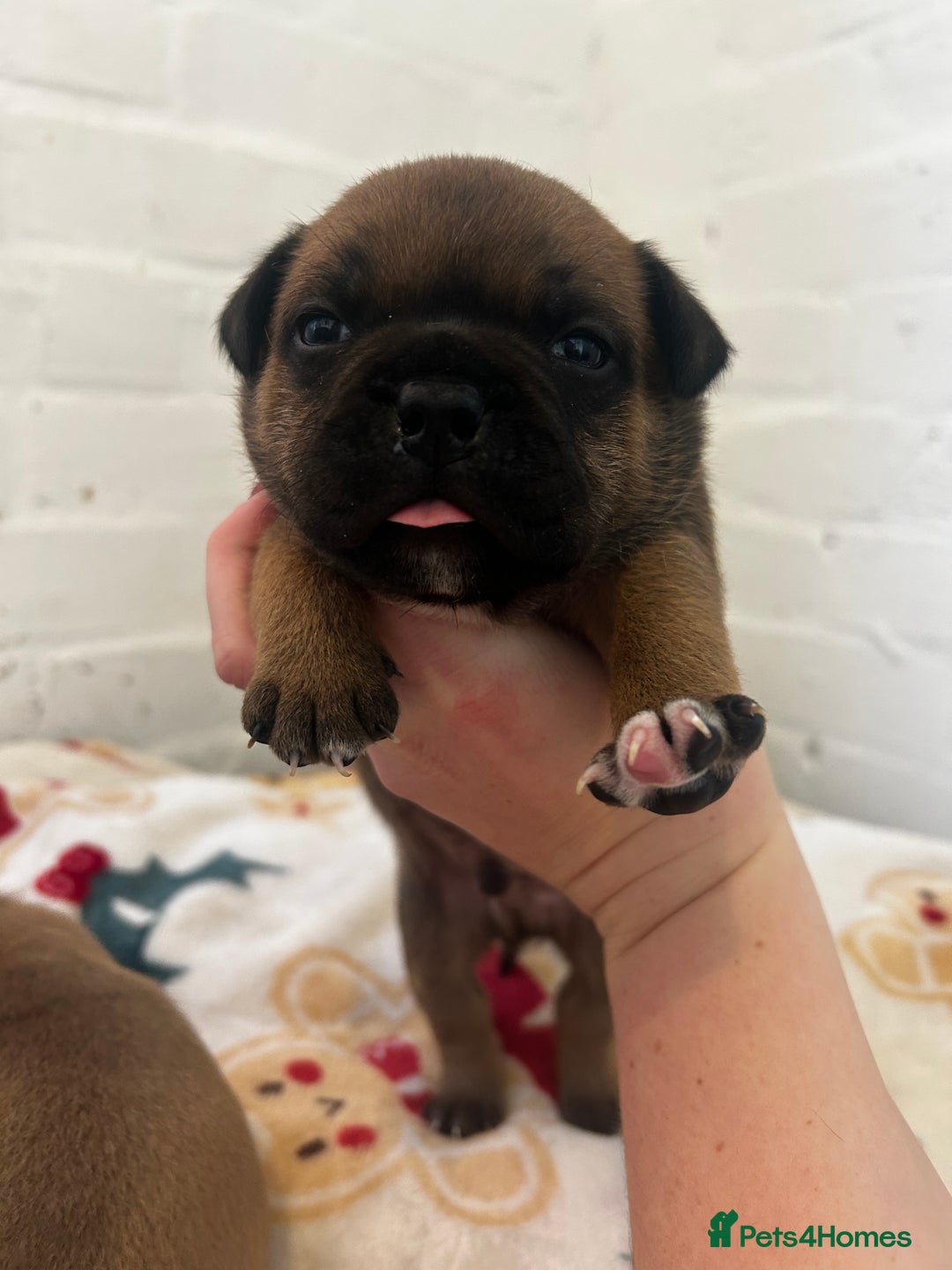 Staffordshire Bull Terrier dogs for sale: Outstanding boys ✨ - Advert 14