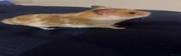Hamster rodents for sale: Syrian Hamster - around 4 months old in Didcot - Advert 6