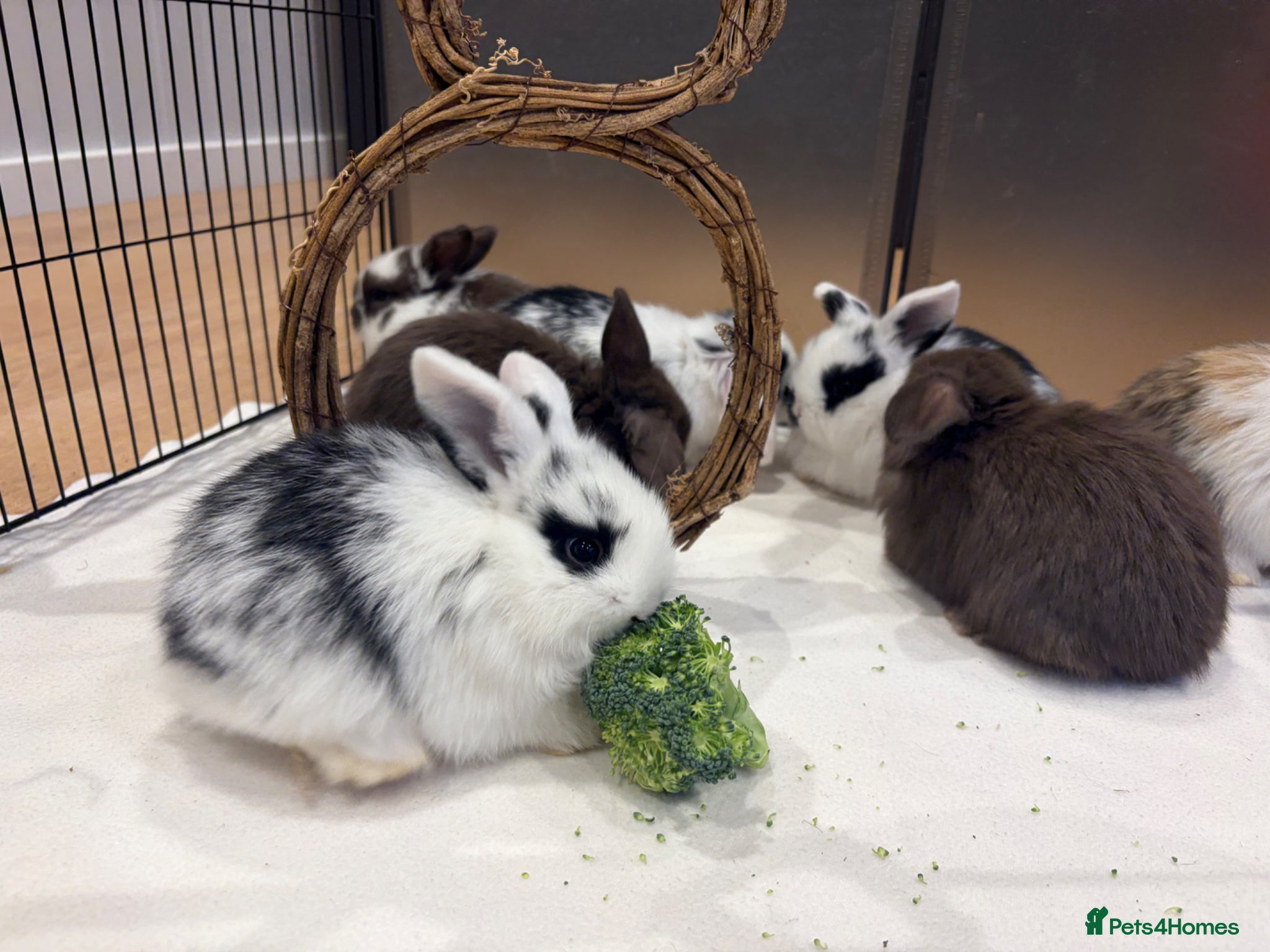 Mini Lop rabbits beautiful friendly mini lops  - Advert 11