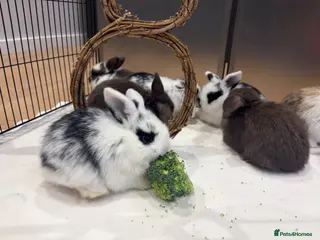 Mini Lop rabbits beautiful friendly mini lops - Advert 11