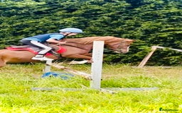 Welsh Section A horses for sale: Beautiful Welsh sec a mare pony club/family pony - Image 3