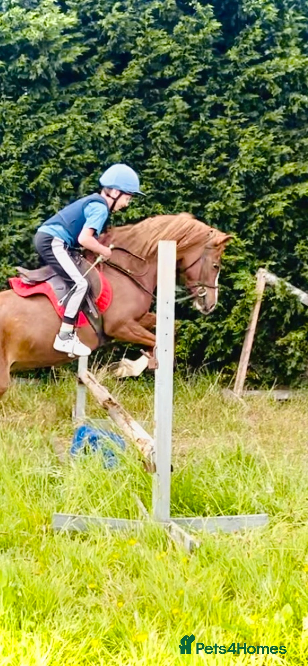Welsh Section A horses for sale: Beautiful Welsh sec a mare pony club/family pony - Image 3