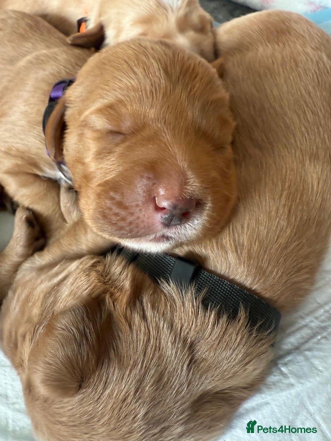 Australian Labradoodle dogs for sale: Australian Labradoodle Puppies F1b - Image 25