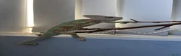 Chameleon reptiles for sale: Male Yemen Chameleon  - Advert 6