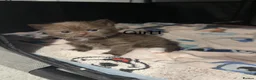 British Shorthair cats for sale: Charming British Shorthair Kittens - Advert 5