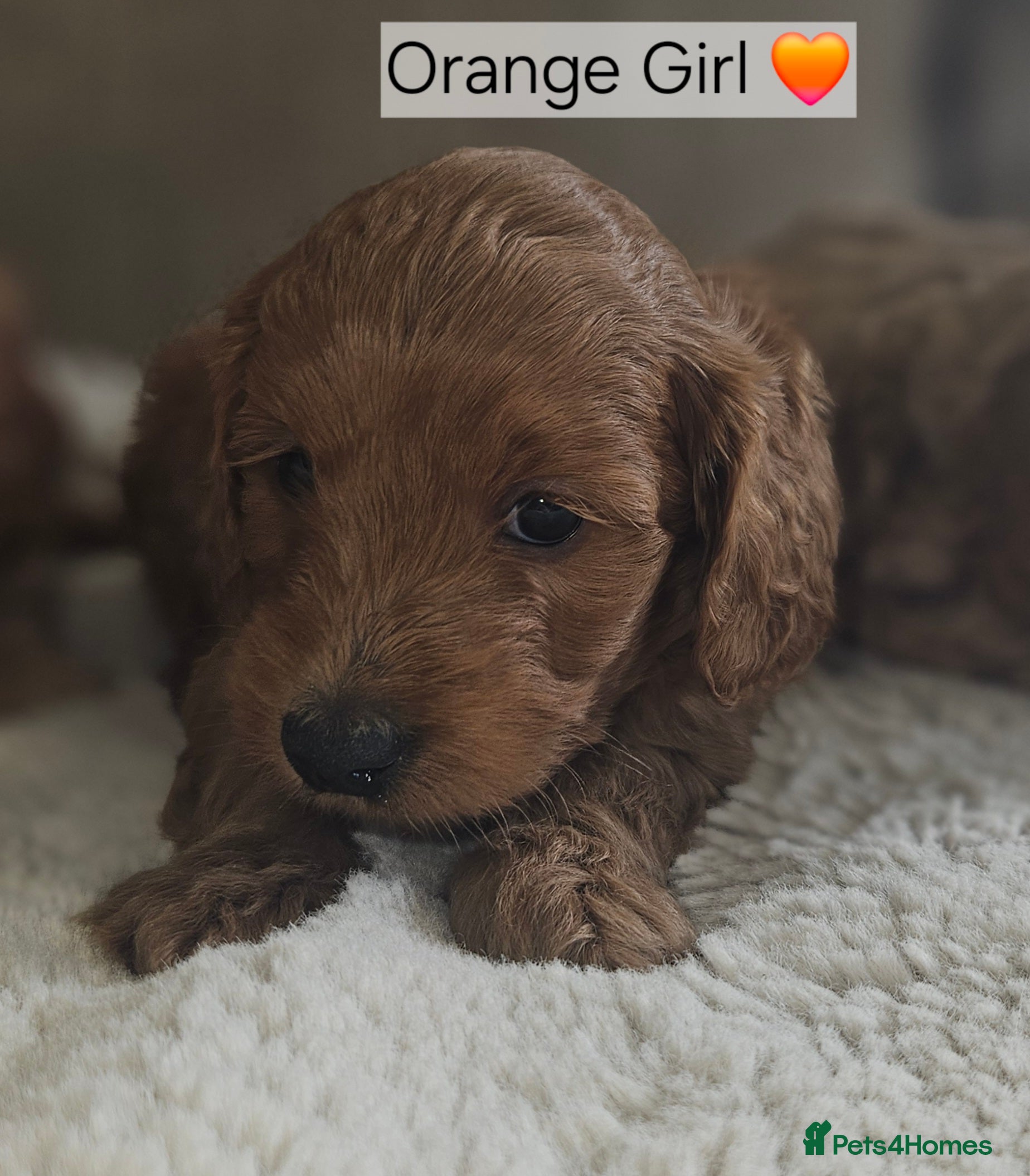 Cockapoo dogs Ready licensed breeder, red f1b cockapoo litter - Advert 2