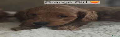 Orange Girl