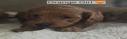 Cockapoo dogs for sale: Licenced breeder, red f1b cockapoo litter - Advert 3