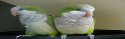 Parrots birds for sale: Parrots/ Parakeets Available  - Advert 7