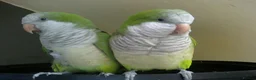 Parrots birds for sale: Parrots/ Parakeets Available  - Advert 7