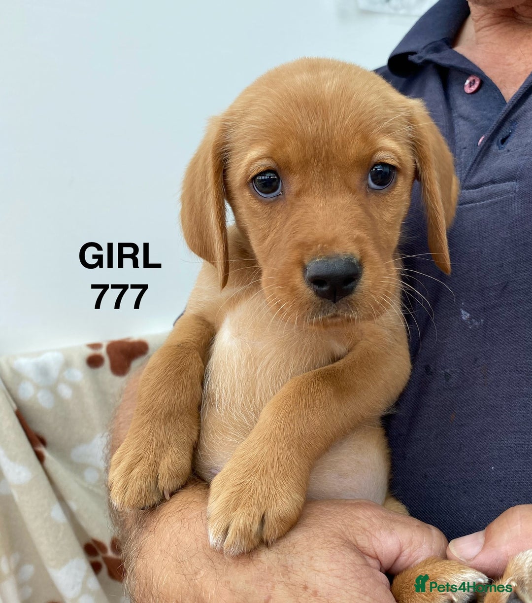 Labrador Retriever dogs for sale: Kc registered Labrador Retrievers - Image 11