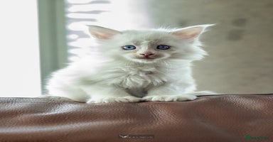 Maine Coon cats - Advert 16