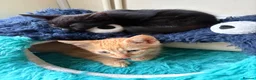 Mixed Breed cats for sale: Kittens for sale - Advert 6