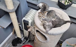 Maine Coon cats for sale: Maine coon cross kittens  - Advert 12