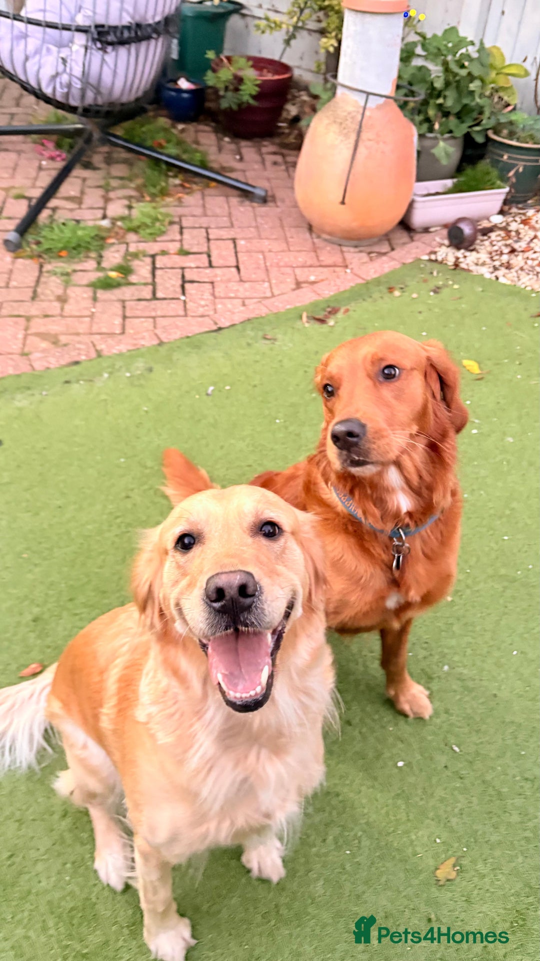 Golden Retriever dogs for sale: Golden Retriever Puppies  - Advert 4