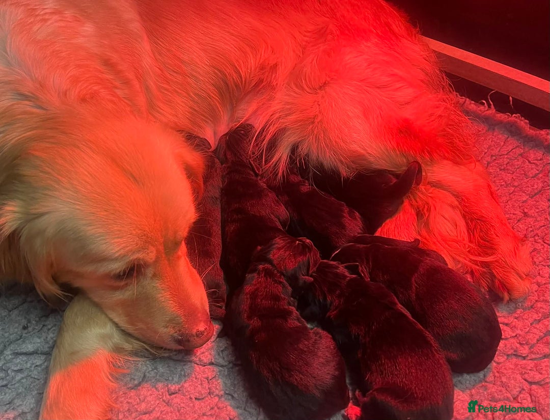 Golden Retriever dogs for sale: Beautiful Bernese Mountain Dog x Golden Retrievers - Advert 9