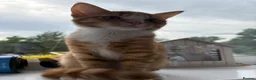 Mixed Breed cats for sale: Fluffy Ginger and White Female Kitten - Advert 11