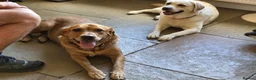 Labrador Retriever dogs for adoption: HUNTER IS A HANDSOME, SWEET FOX RED LABRADOR  - Advert 7