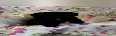 Cockapoo 4