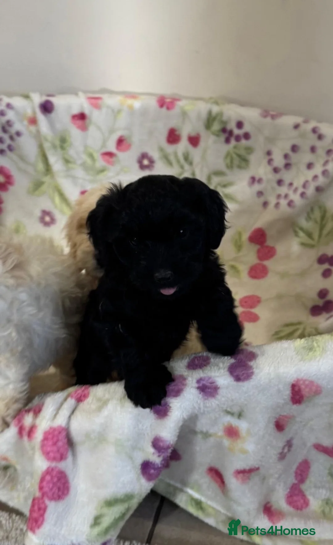 Cockapoo dogs for sale: Beautiful cockapoo - Advert 11