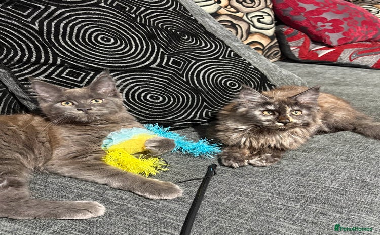 Maine Coon cats - Advert 4
