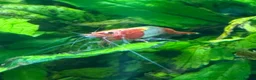 Shrimps fish for sale: Red Rilli Shrimp  in Manningtree - Advert 4
