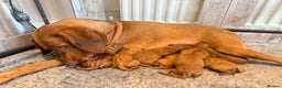 Hungarian Vizsla dogs for sale: KC registered Hungarian Viszla puppies - Advert 8