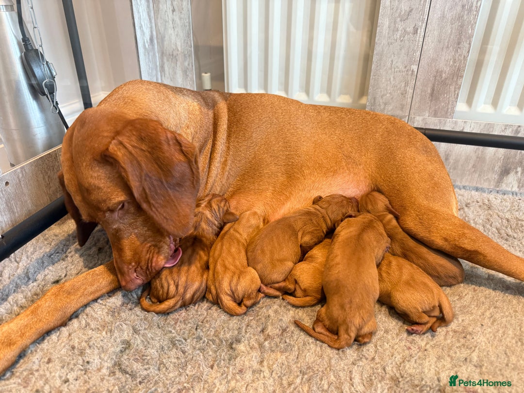 Hungarian Vizsla dogs for sale: KC registered Hungarian Viszla puppies - Advert 8