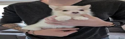 Pomsky dogs for sale: Stunning F3 Pomsky Puppies! - Advert 31