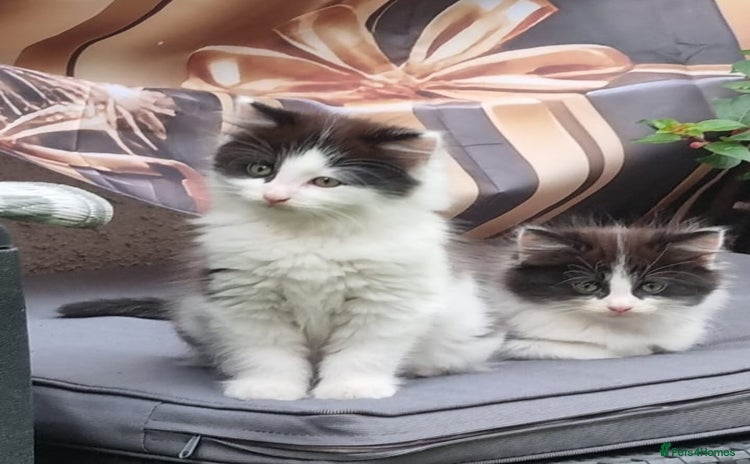 British Longhair cats - Advert 13