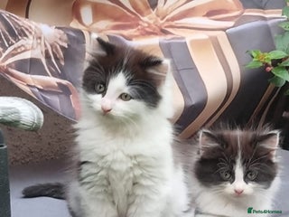 British Longhair cats - Advert 6