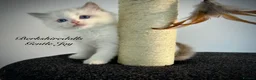 Ragdoll cats for sale: Gorgeous kittens with true ragdoll character - Advert 27