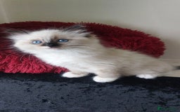 Ragdoll cats for sale: Beautiful and adorable rag dolls. 🐱🐱🐱🐱 - Image 13