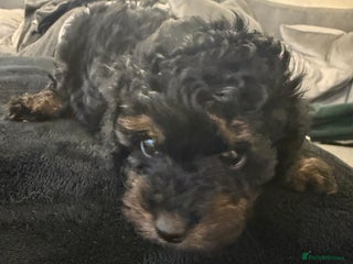 Cockapoo dogs - Advert 15