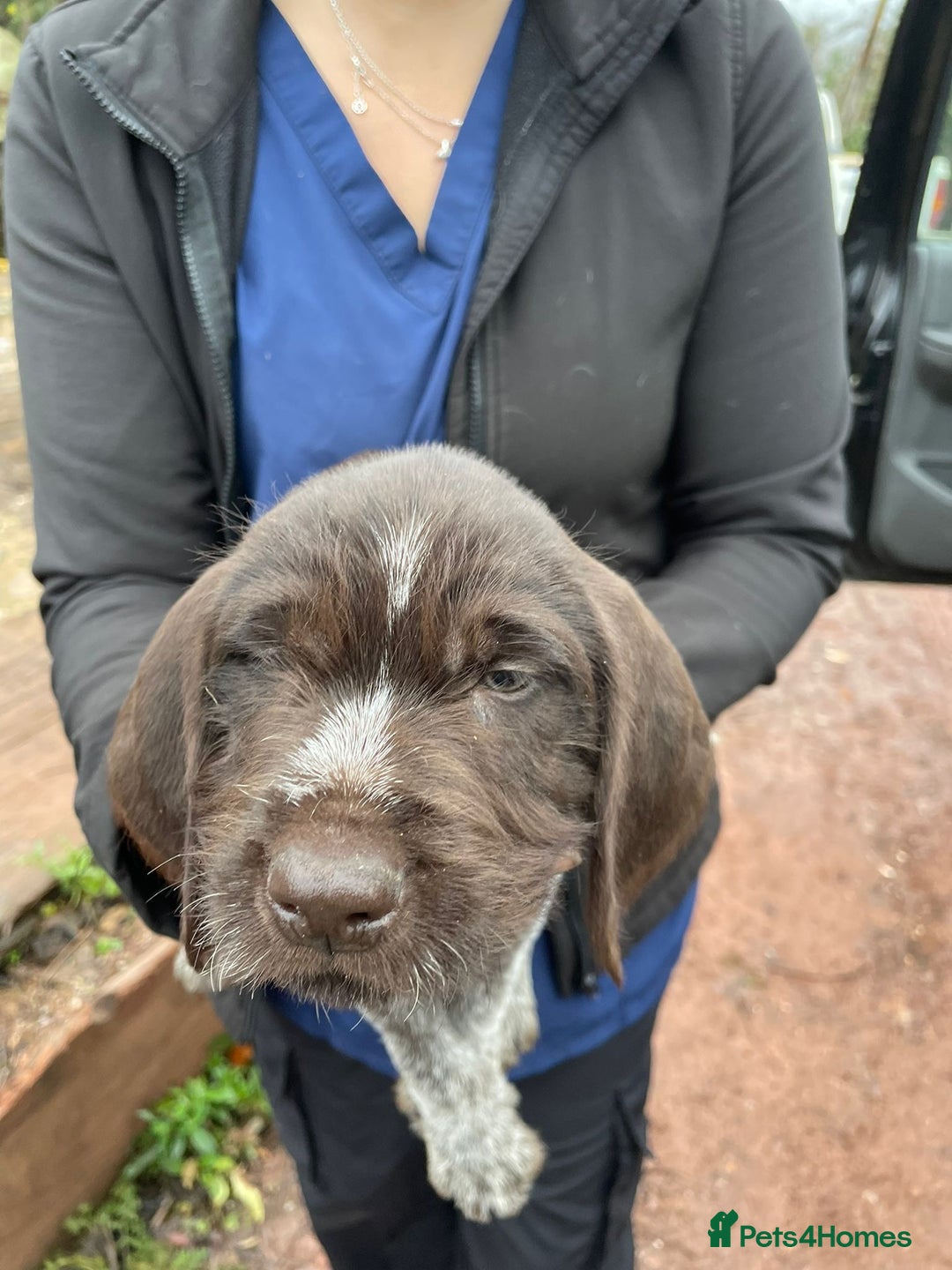 Mixed Breed dogs for sale: German pointer griffen pointer cross - Advert 11