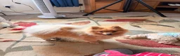 Pomeranian dogs for sale: Pomeranian  - Advert 8