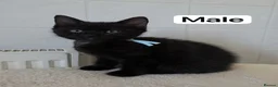 Domestic Shorthair cats for sale: 4 adorable kittens looking for new homes - Advert 17