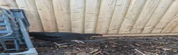 Chickens poultry for sale: 7 Chickens for Sale - Advert 2