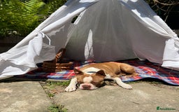 Boston Terrier dogs for sale: Champ bloodline (KC) Boston Terrier pups 💕 - Image 21