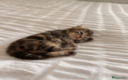 Siamese cats for sale: Lynx point Siamese  - Image 15