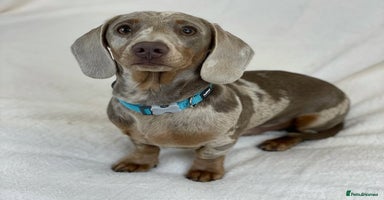 Miniature Dachshund dogs miniature dachshund puppies  - Advert 3