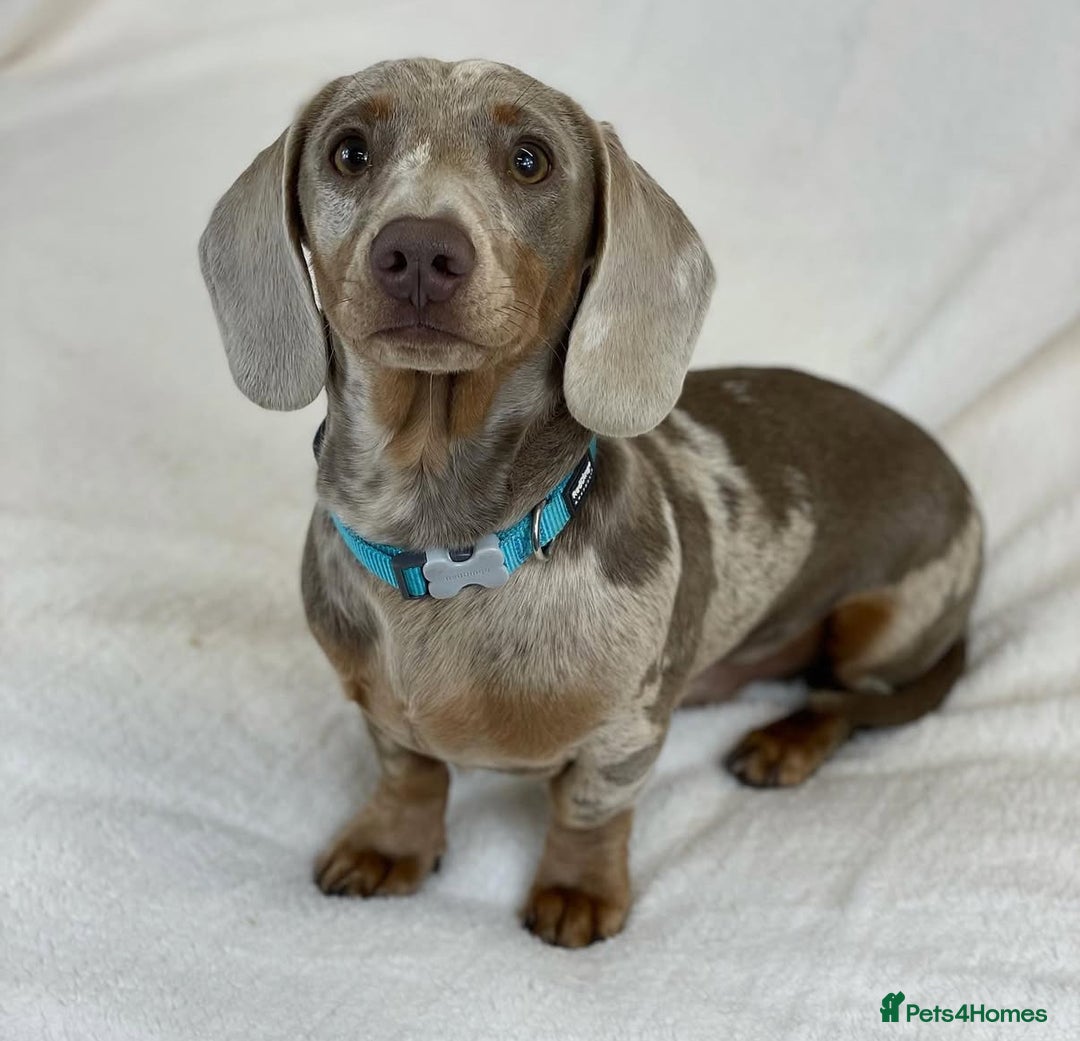 Miniature Dachshund dogs for sale: miniature dachshund puppies  - Advert 3