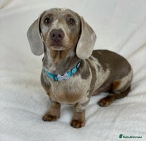 Miniature Dachshund dogs miniature dachshund puppies - Advert 3