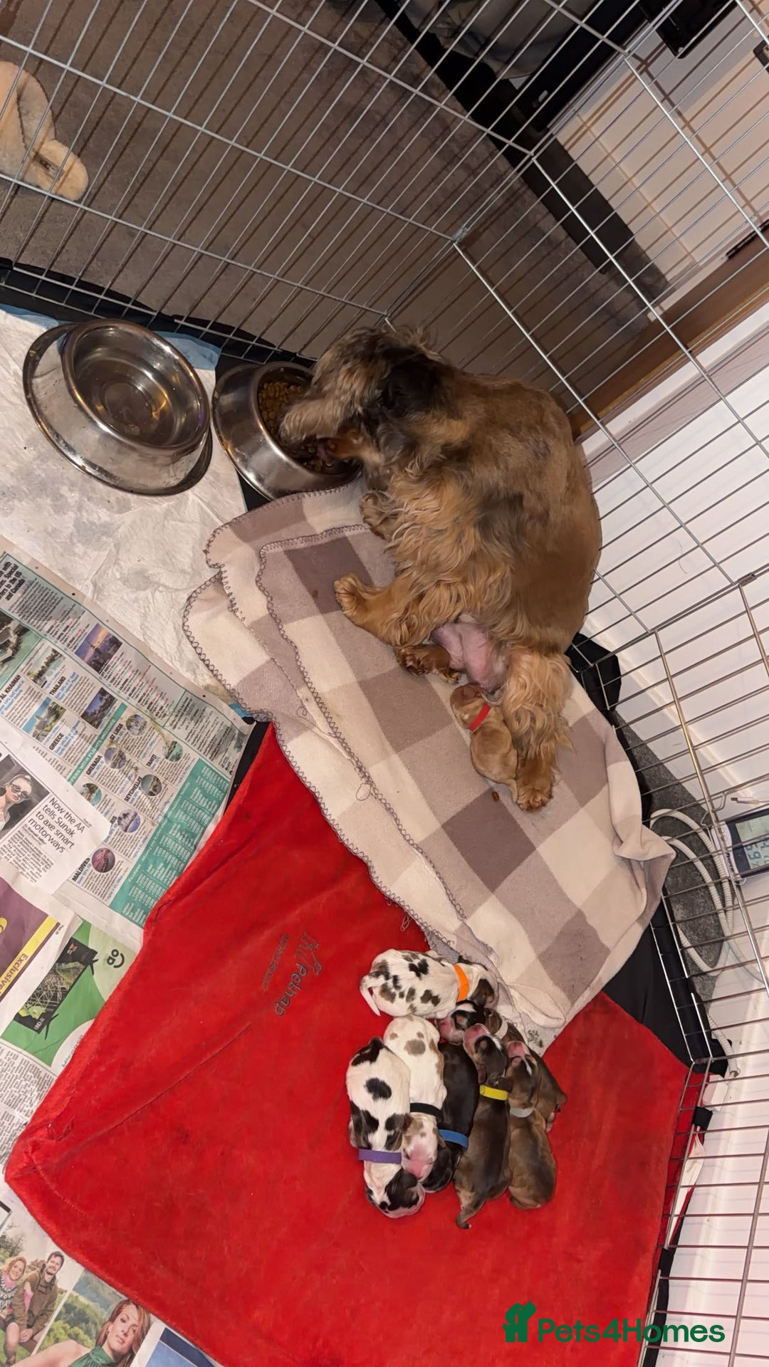 Cocker Spaniel dogs for sale: Showtype Cocker spaniel pups KC registered  - Advert 15