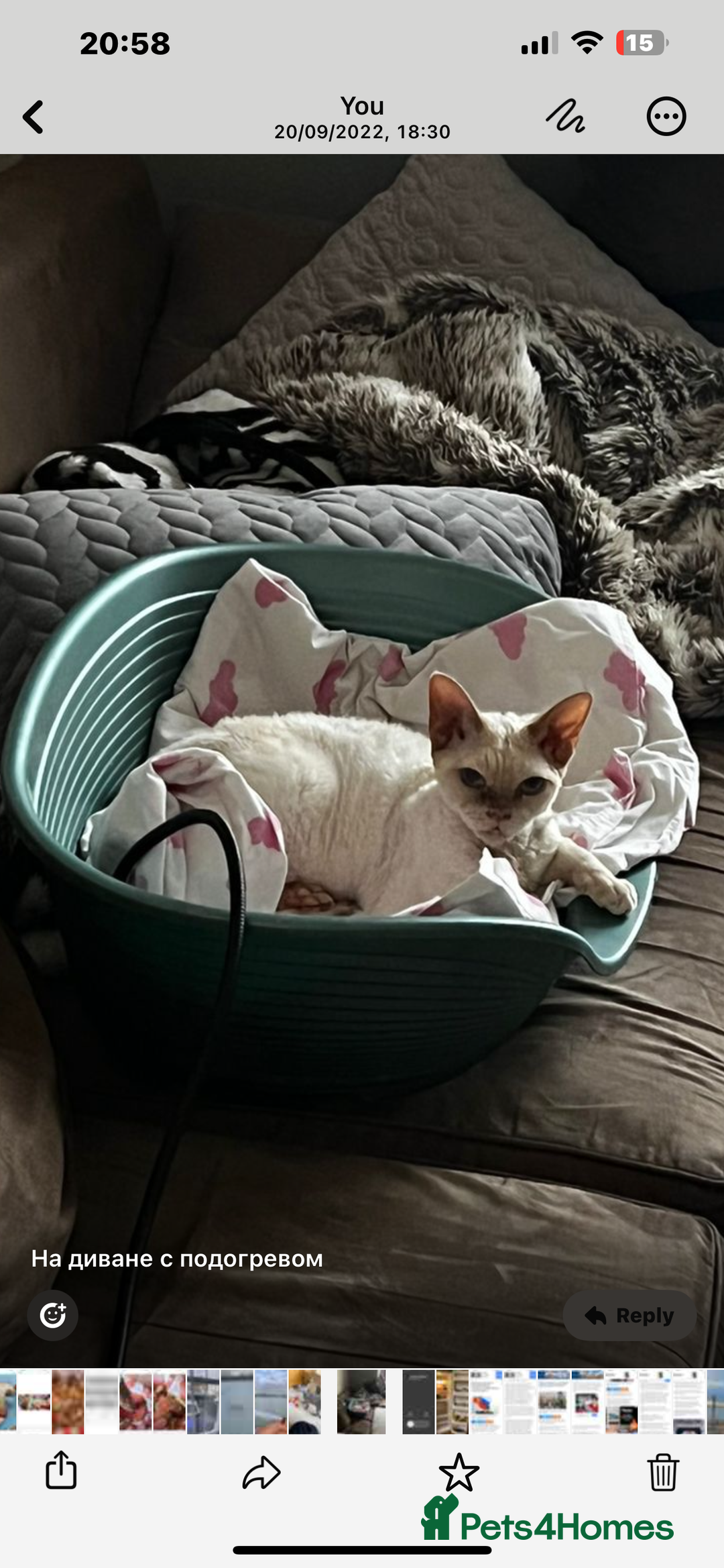Devon Rex cats for sale: Looking for a Loving Forever Home for Malish - Advert 2