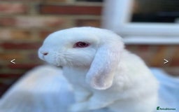 French Lop rabbits for sale: GORGEOUS GIANT FRENCH LOP BABIES  - Image 3