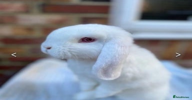 French Lop rabbits - Advert 7