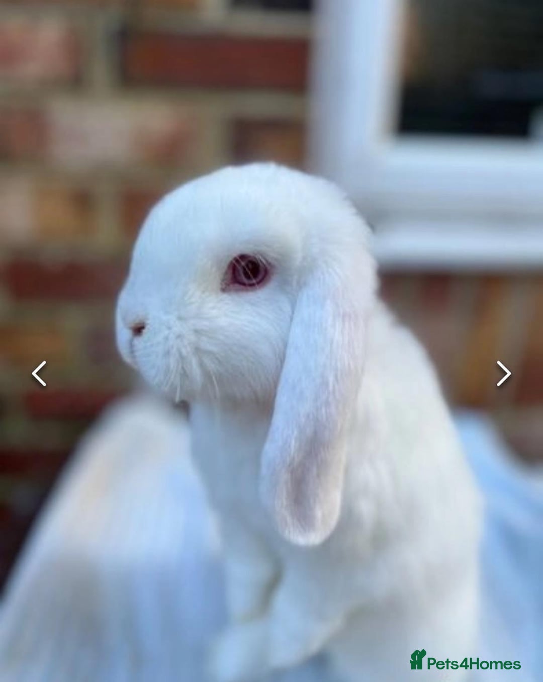 French Lop rabbits for sale: GORGEOUS GIANT FRENCH LOP BABIES  - Image 3