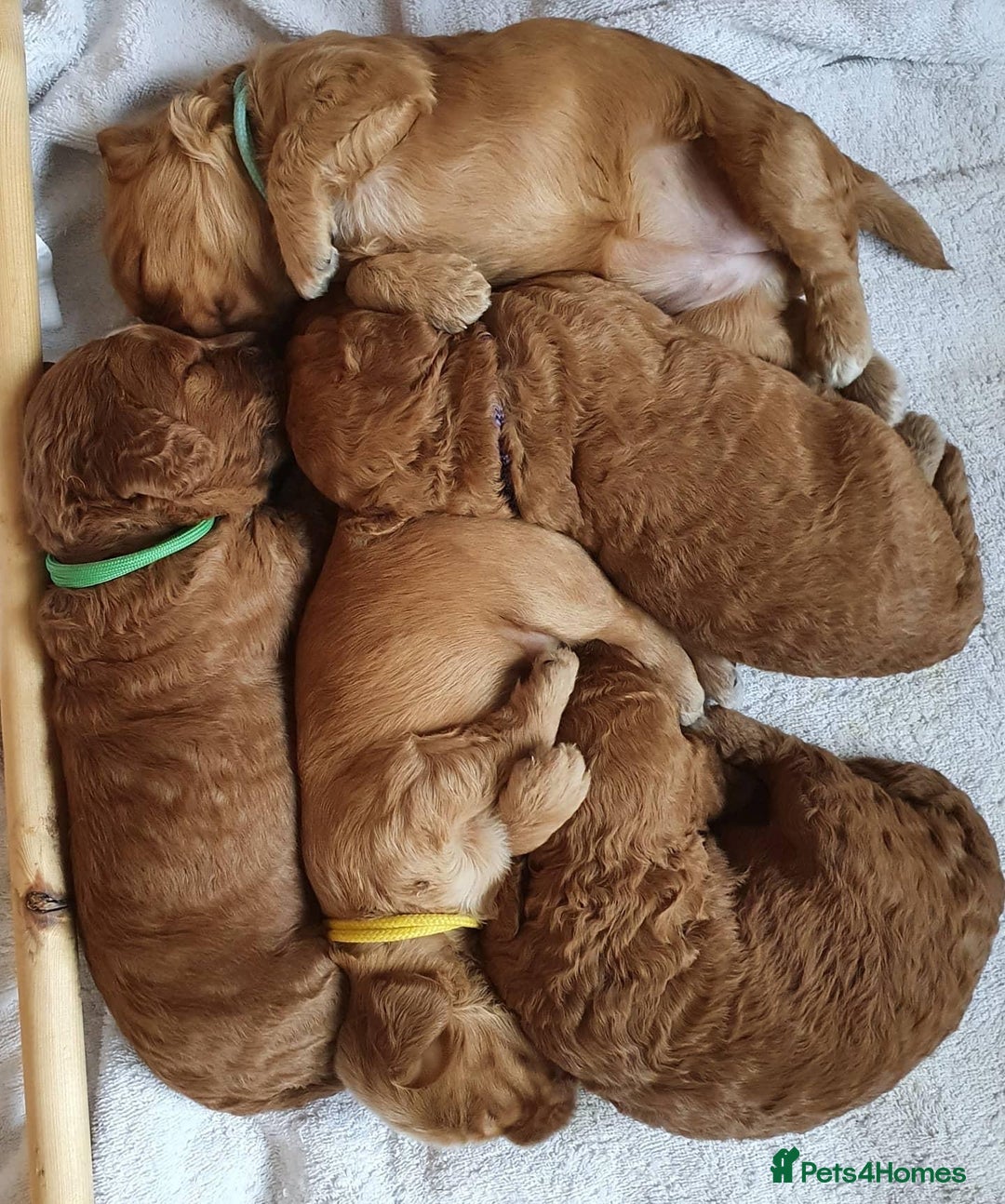 Miniature Poodle dogs for stud: KC Registered, health tested toy poodle stud dogs  in Exeter - Advert 9